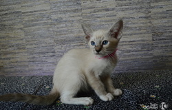 Продам: продам сиамского котенка в Москве - объявление №204400