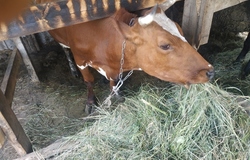 Продам: Продажа коровы  в Ставрополе - объявление №204435