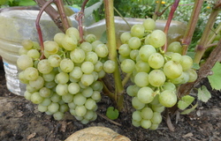 Продам: виноград в Ангарске - объявление №204919