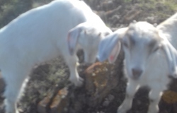 Продам: Продам коз в Абакане - объявление №205165