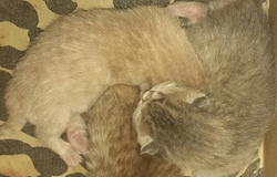 Подарю: Котята ищут маму в Самаре - объявление №205317