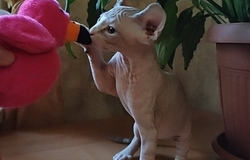 Продам: Котята канадского сфинкса в Смоленске - объявление №206588