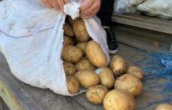 Продам: Картофель в Дмитрове - объявление №2077370