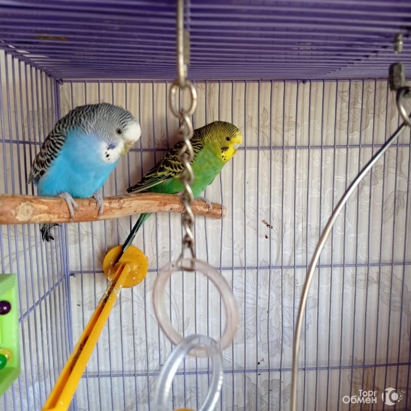 Отдам в добрые руки двух попугайчиков - Фото 1