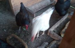 Продам: Продам 4 курицы несушки в Новосибирске - объявление №2086135