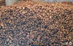 Продам: Домашний картофель в Карачеве - объявление №2086349