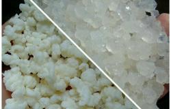 Продам: Тибетский молочный гриб/Индийский морской рис в Глушково - объявление №2086413