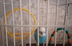 Продам: Попугай в Иркутске - объявление №2086769