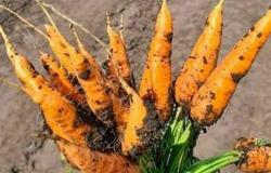Продам: Лучшие сорта моркови мелким и крупным оптом в Барнауле, Новоалтайске и Бийске в Барнауле - объявление №2087034