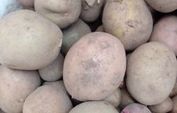 Продам: Продам прошлогодний картофель в отличном состоянии за пол цены и мелкий нового урожая в Усть-Илимске - объявление №2087078