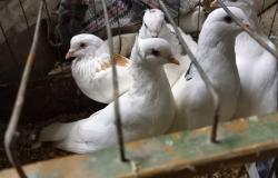 Продам: Белые голуби в Воронеже - объявление №2087103