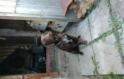 Подарю: Собака  в Челябинске - объявление №2087135