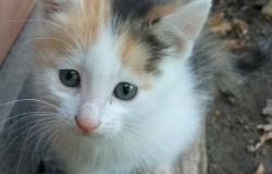 Подарю: Котята в Казани - объявление №2087145