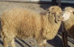 Продам: Овцематки в Нальчике - объявление №2087160