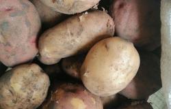 Продам: Картофель деревенский в Ребрихе - объявление №2087273