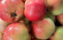 Продам: Яблоки Штрифель в Калуге - объявление №2087332