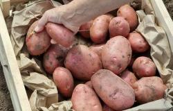 Продам: 11 сортов отборного картофеля в Барнауле от поставщика в Барнауле - объявление №2087335