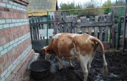 Продам: Корова в Астрахани - объявление №2087791
