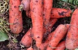 Продам: Отборные сорта моркови без трещин в Барнауле в Барнауле - объявление №2088061