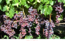 Продам: саженцы и черенки винограда (более 60 сортов) в Ярославле - объявление №2088134