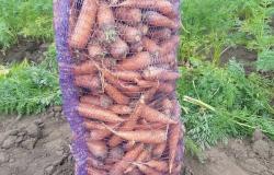 Продам: Морковь от производителя для готовки и производства сока в Барнауле - объявление №2088633