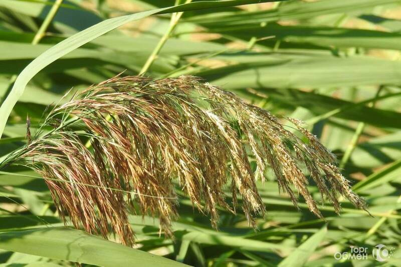 Семена суданской травы Кинельская 100 - Фото 1