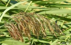 Продам: Семена суданской травы Кинельская 100 в Краснодаре - объявление №2089320