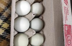 Продам: Иинкубационное яйцо  продажа в Балабаново - объявление №2089447