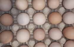 Продам:  деревенское яйцо.  в Смоленске - объявление №2089475