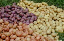 Продам: Семенной картофель разных сортов. в Москве - объявление №2089679