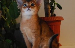 Продам: Абиссинские котята из официального питомника  в Москве - объявление №2090857