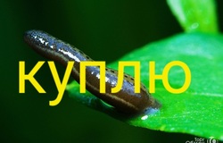 Куплю: Куплю пиявку дикую  в Смоленске - объявление №2091935