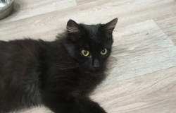 Подарю: Отдам котенка в хорошие руки в Вологде - объявление №2092203