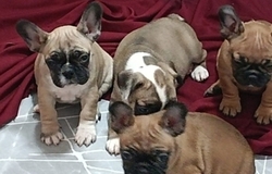 Продам: Французские бульдоги в Песчанокопском - объявление №2092208