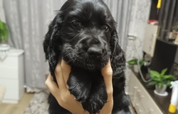 Продам: Щенки в Данилове - объявление №2092288