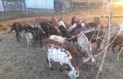 Продам: Продам коз в Назрани - объявление №2092293