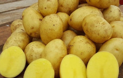 Продам: Картофель, капуста, свекла и морковь оптом в мешках и вентилируемой сетке в Барнауле - объявление №2092295