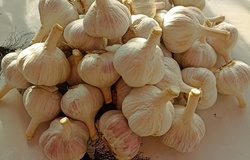 Продам: Продам чеснок  в Междуреченске - объявление №2092306