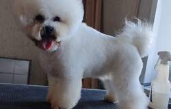 Предлагаю: Стрижка и тримминг собак в Ярославле - объявление №2092308