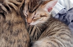 Подарю: Котята в Сибае - объявление №2092327