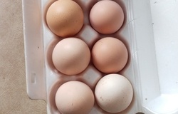 Продам: Продам в Вейделевке - объявление №2092379