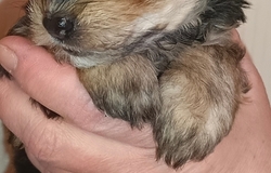 Продам: Щенки в Великом Новгороде - объявление №2092407