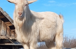 Продам: Продажа в Лысых Горах - объявление №2092505