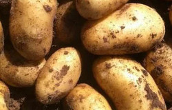 Продам: Ранний урожай июня и июля 2026 года в Алтайском крае в Барнауле - объявление №2092673