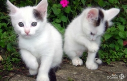 Подарю: котятки в Ульяновске - объявление №210466