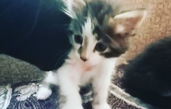 Меняю: Котята в Владивостоке - объявление №210476
