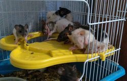 Продам: Крысята в Ставрополе - объявление №210998