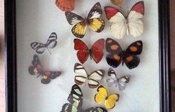 Разное: Выставка живых бабочек 