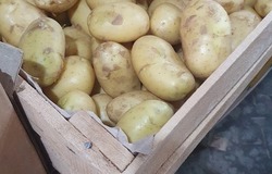 Продам:  Продаю молодой Картофель 2021 в Азове - объявление №211255