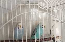 Продам: Продаются попугаи  в Махачкале - объявление №211930